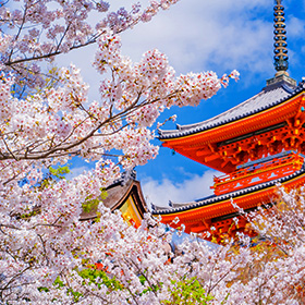 京都のお花見情報 2024