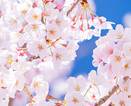 【今見頃】今が見頃の桜名所でお花見を楽しもう！